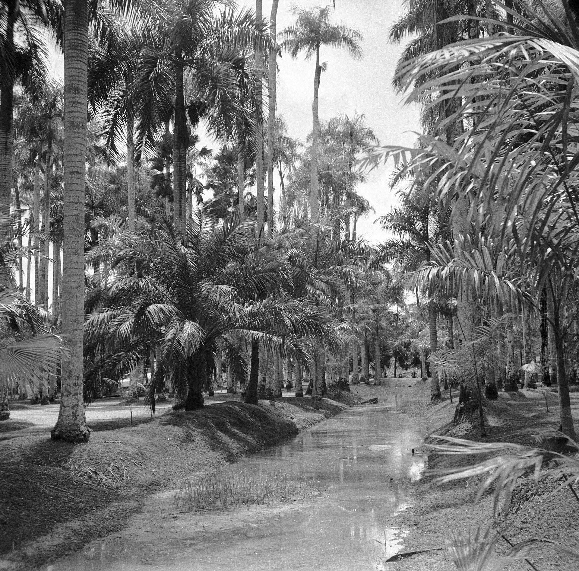 Palm trees and tropical garden setting with historic colonial buildings