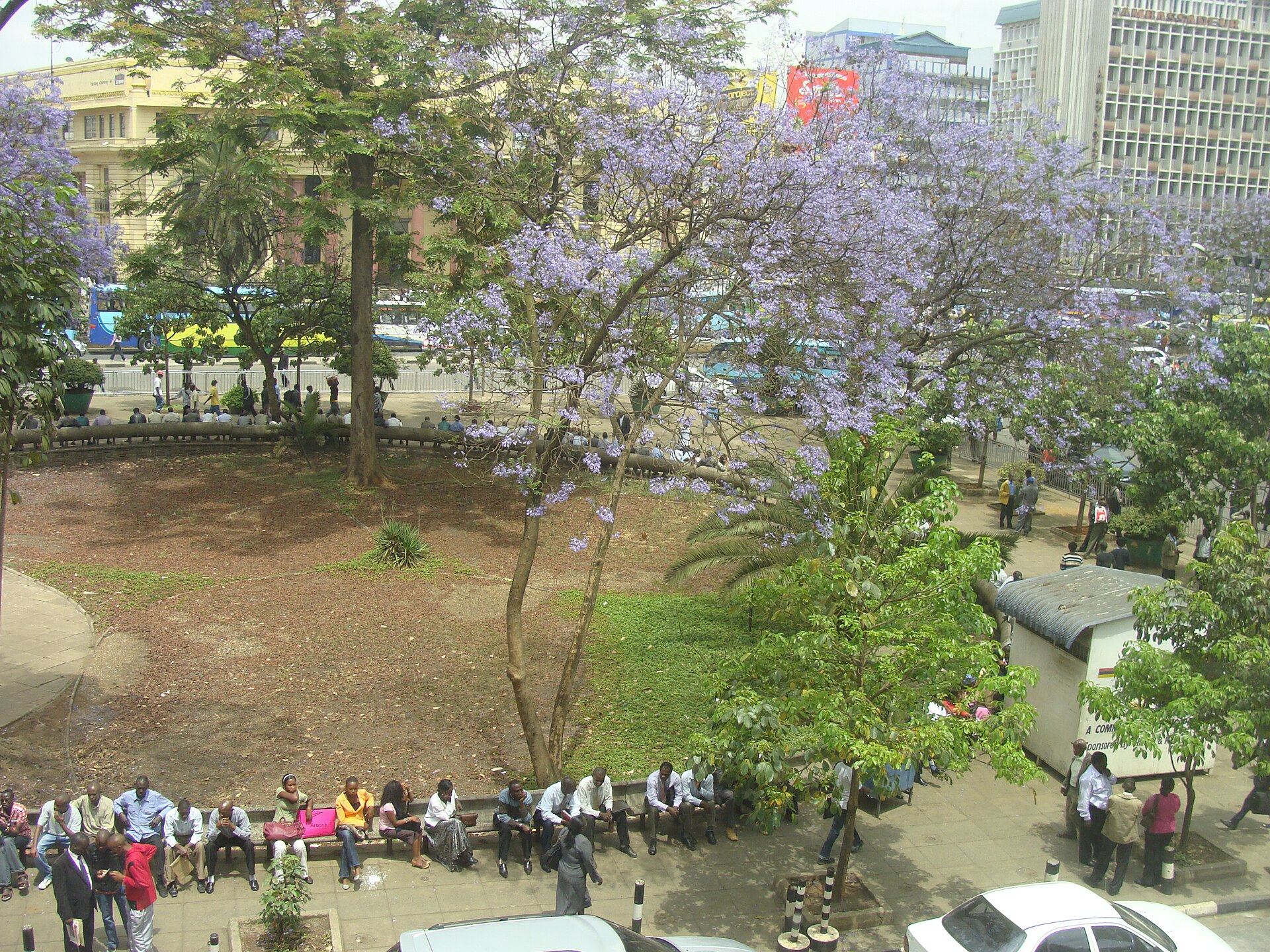 People sit on benches under a flowering jacaranda tree in Hilton Park, with office buildings and buses behind, in central Nairobi