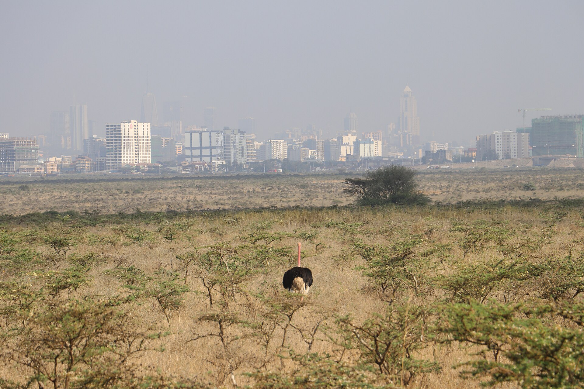 An ostrich standing on dry grassland in Nairobi National Park with the hazy Nairobi skyline in the distance