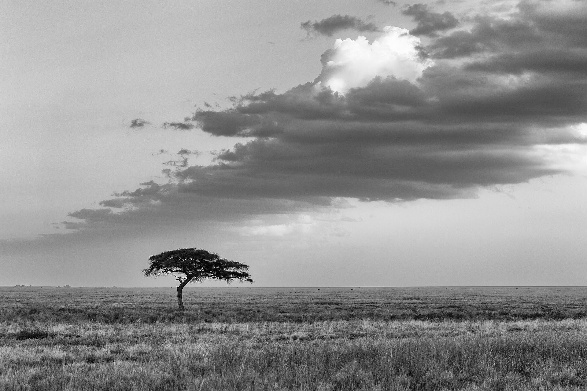 A single flat-topped acacia tree on an open grass plain under a large dark rain cloud, in black and white