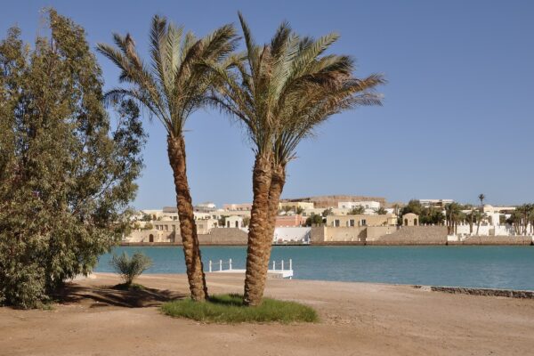 Two date palms on the shore of a turquoise lagoon in El Gouna, with low sand-coloured buildings on the far bank under a clear blue sky