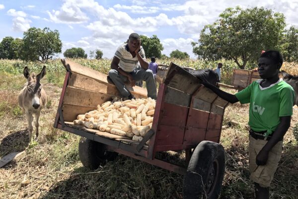 A young man sits on a wooden cart loaded with harvested maize cobs in a field in Chikhwawa, Malawi, with a donkey and a boy beside it