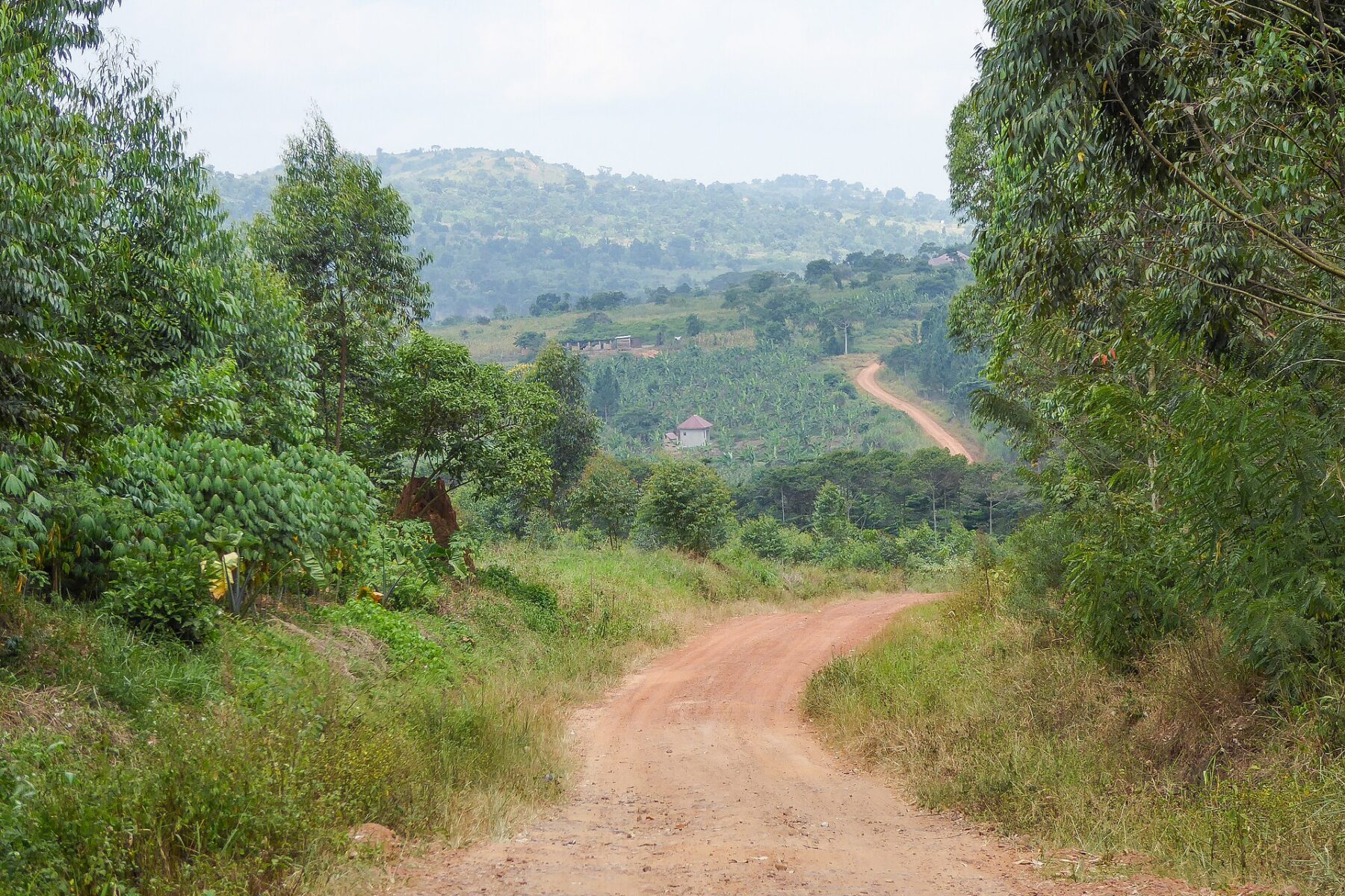 A red-earth dirt road winding downhill between green trees toward hills and banana fields in Mpigi District, Uganda