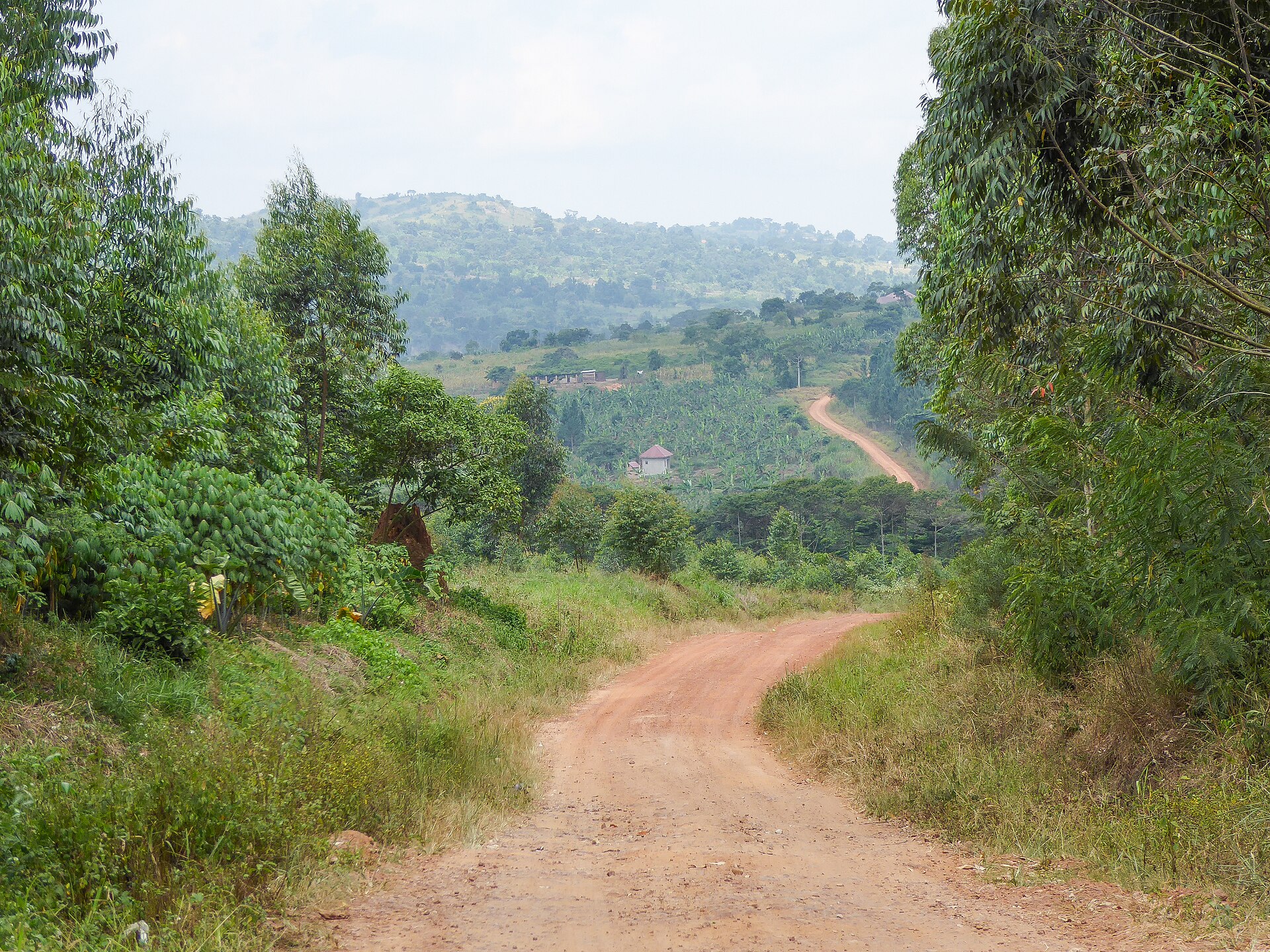 A red-earth dirt road winding downhill between green trees toward hills and banana fields in Mpigi District, Uganda