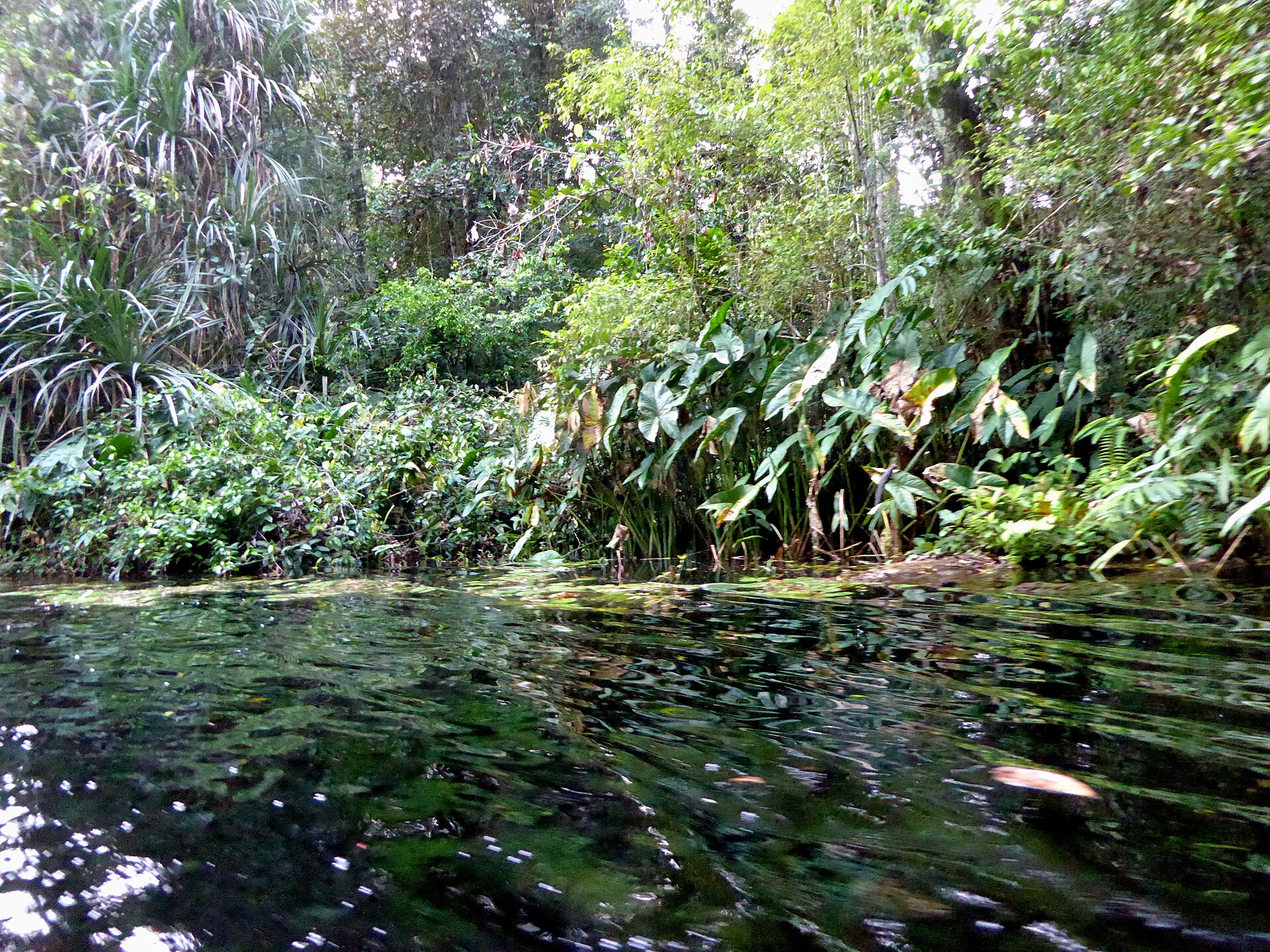 Dark still water of a forest channel with dense green tropical vegetation, palms and broad-leaved plants along the bank
