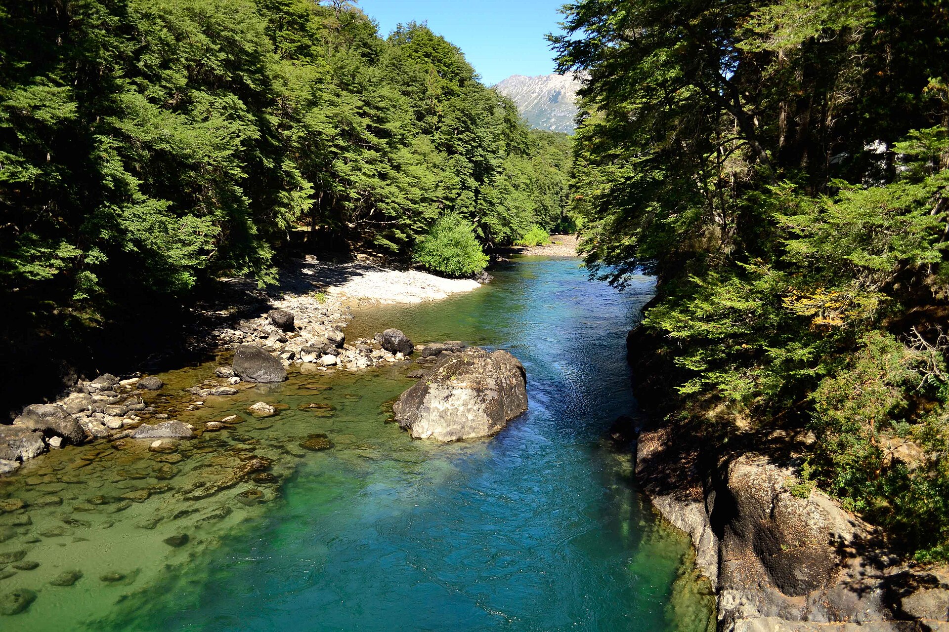 Turquoise Rio Manso flowing through forest in Argentine Patagonia