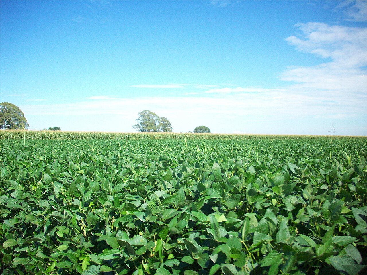 A green soybean field with a strip of maize and eucalyptus trees behind it near Runciman, in southern Santa Fe province.