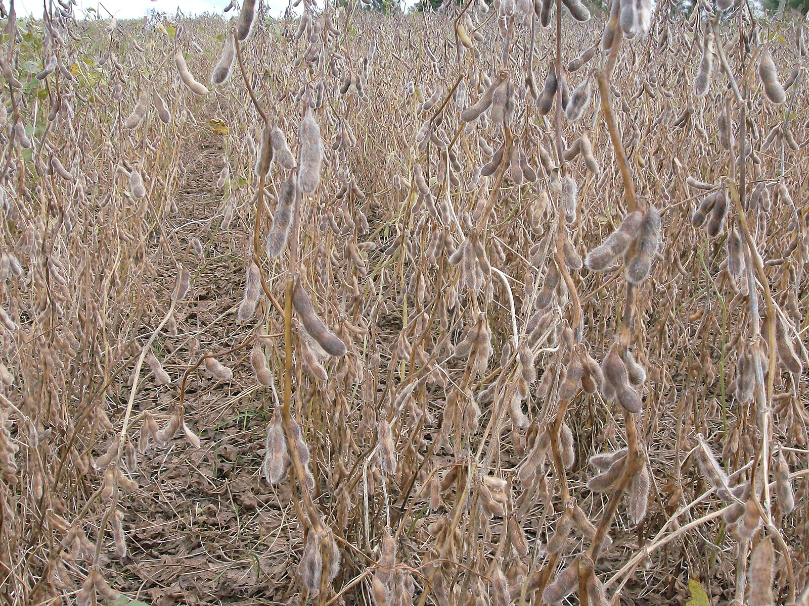 Argentina resources: soybean plants close to harvest in Zárate, Buenos Aires province