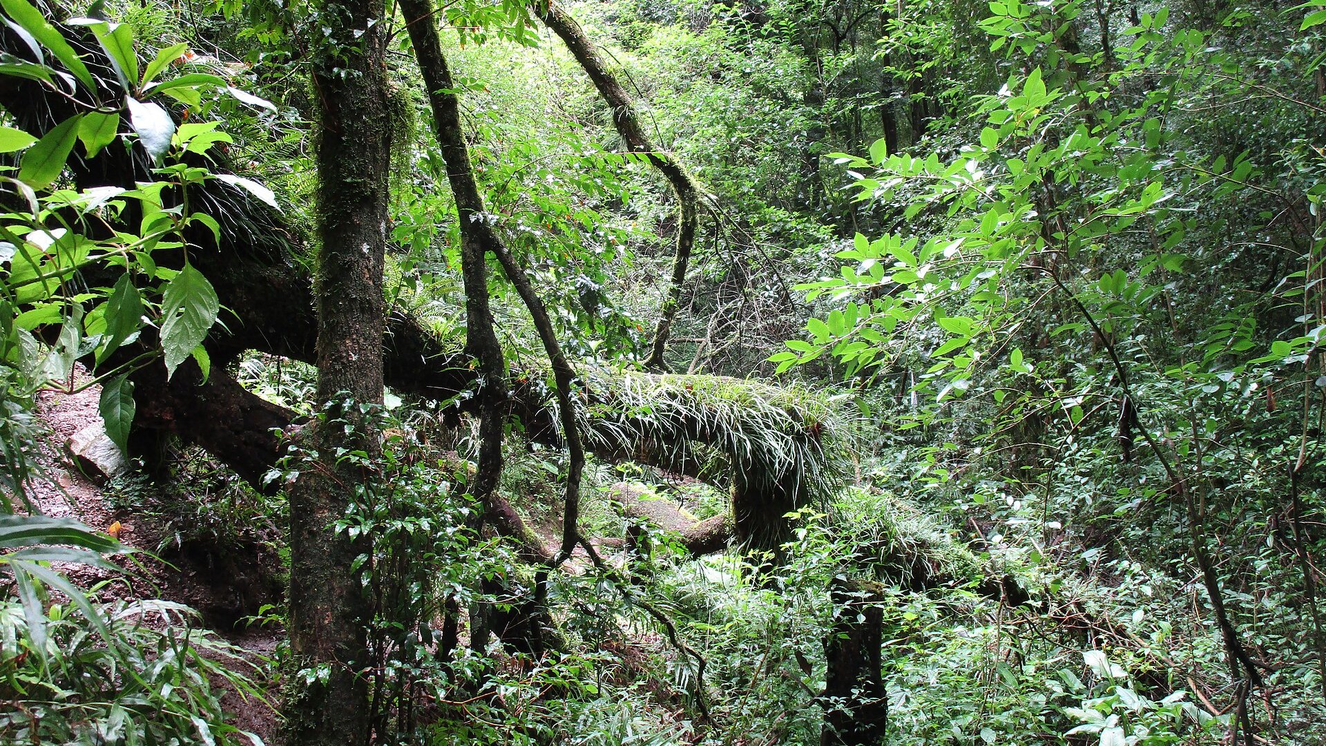 Dense Yungas cloud forest with moss-covered trunks and ferns in Salta province, northern Argentina