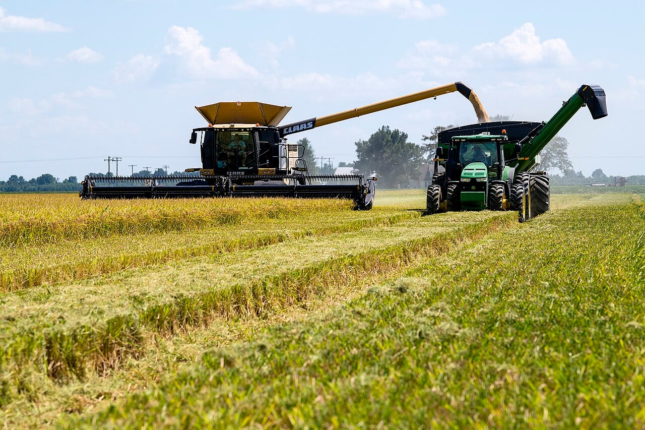 A combine harvester unloads rice into a green grain cart pulled by a tractor in a ripe rice field under a light blue sky