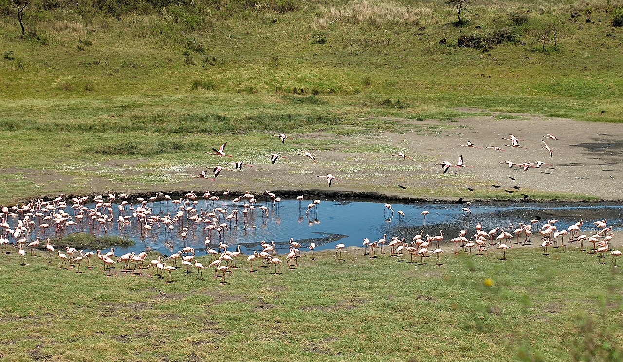 Flock of pink flamingos wading and flying over a shallow lake in green grassland in Arusha National Park