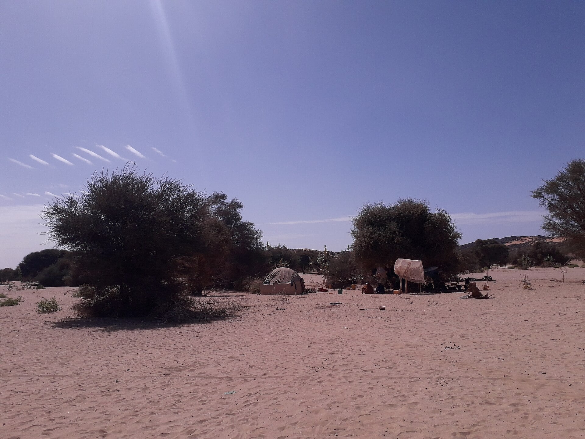 A small camp of tents and shelters under acacia trees on pale desert sand under a blue sky in Niger