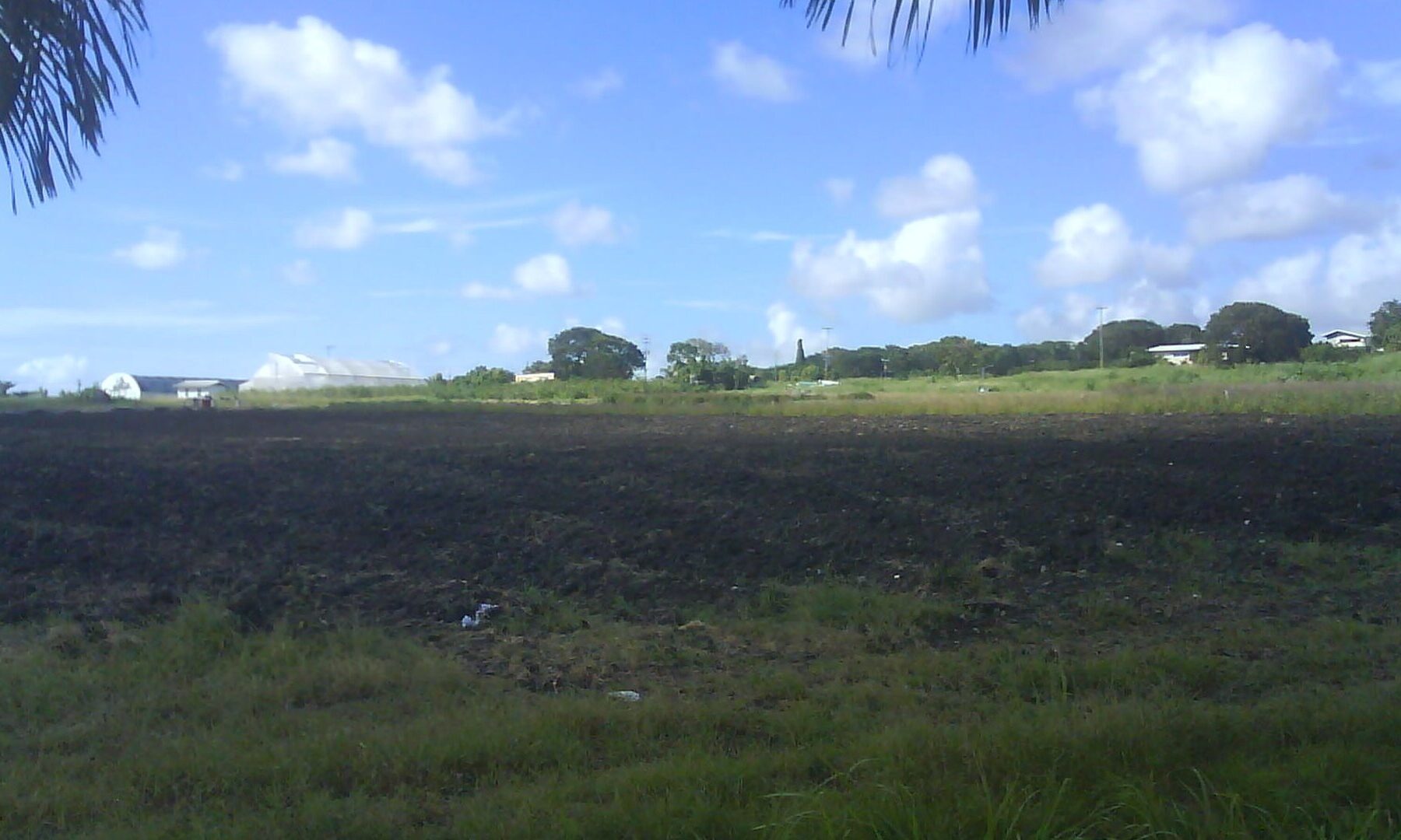 A ploughed test field and greenhouse beyond palm leaves at the Ministry of Agriculture along Graeme Hall Main Road in Barbados