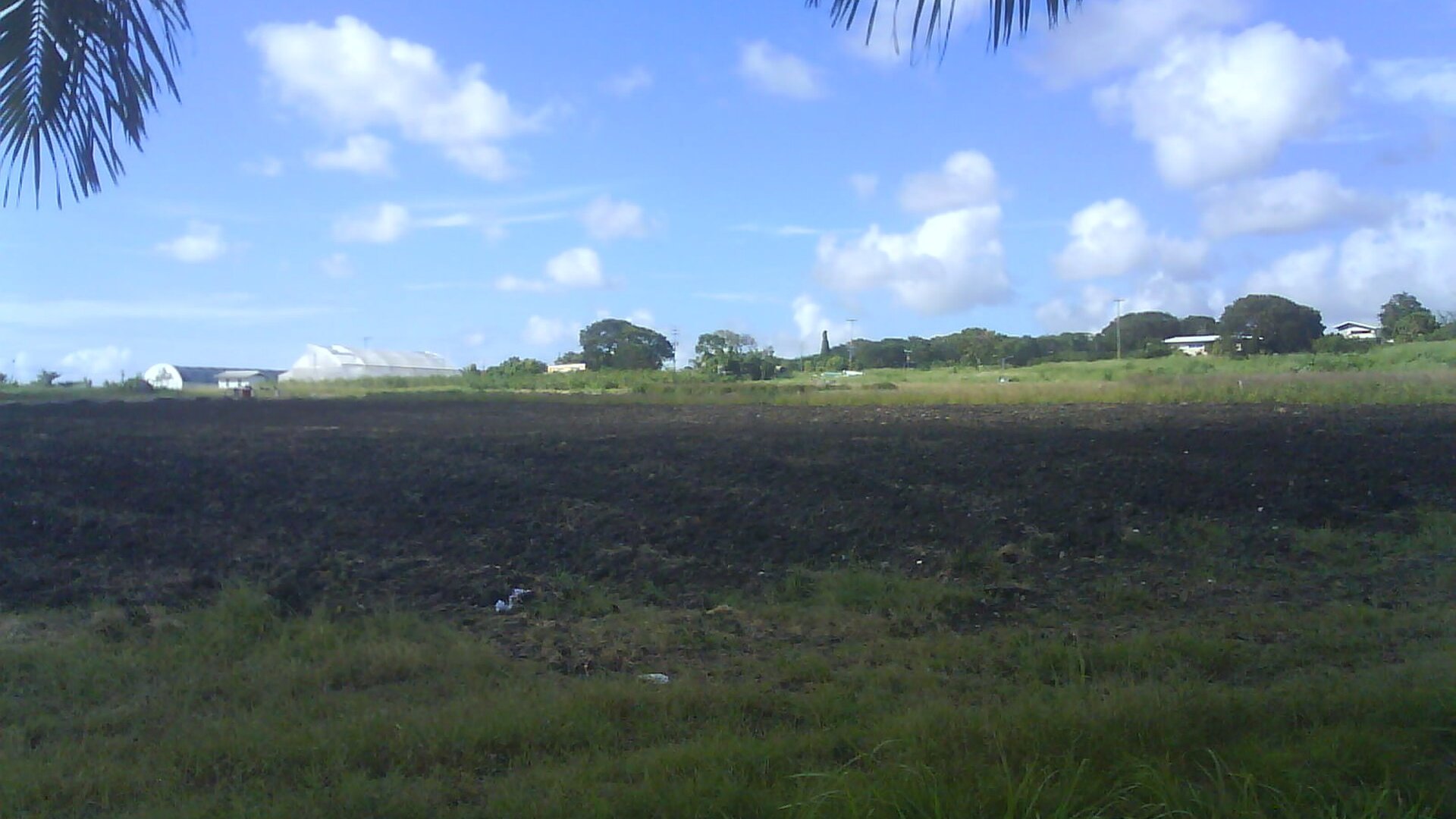 A ploughed test field and greenhouse beyond palm leaves at the Ministry of Agriculture along Graeme Hall Main Road in Barbados