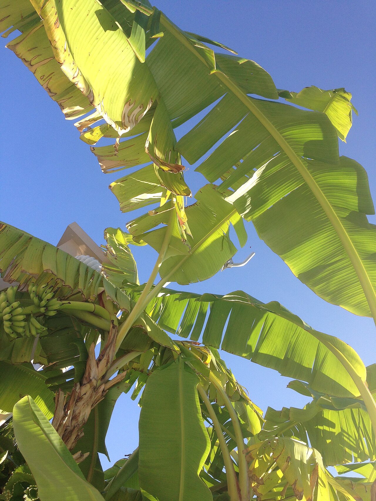 Banana plants with green bunches of fruit seen from below against a blue sky on Ambergris Caye, Belize