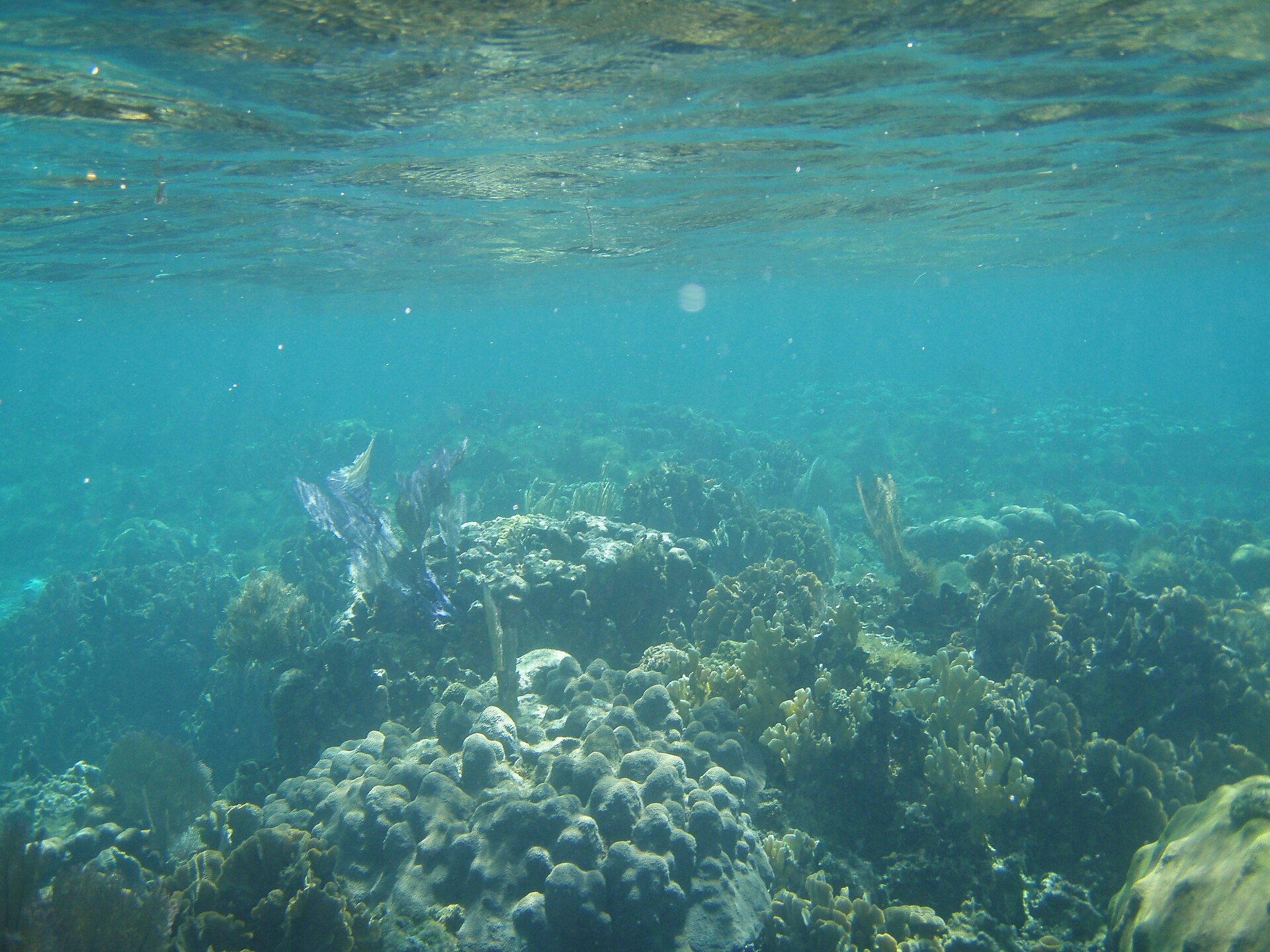 Underwater view of boulder corals, finger corals and sea fans in shallow turquoise water