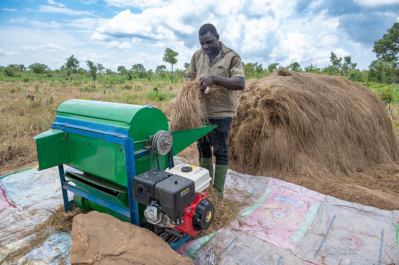 A farmer feeds bundles of fonio into a threshing machine in Natitingou, northern Benin