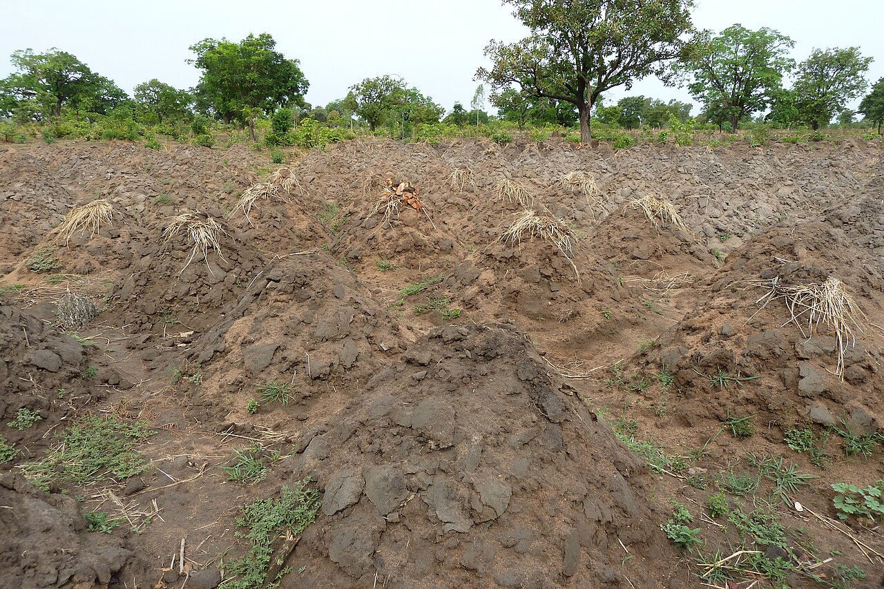 Raised soil mounds on a farm plot in an inland valley in Benin