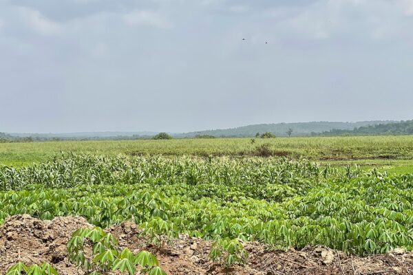 Cassava and maize fields in the Ouémé department of southern Benin