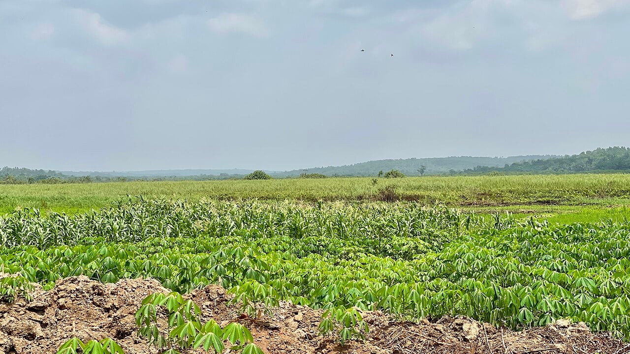 Cassava and maize fields in the Ouémé department of southern Benin