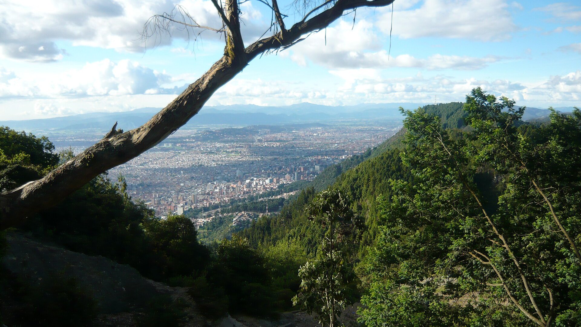 View over the city of Bogotá from the Monserrate hill, with a tree branch in the foreground and mountains behind
