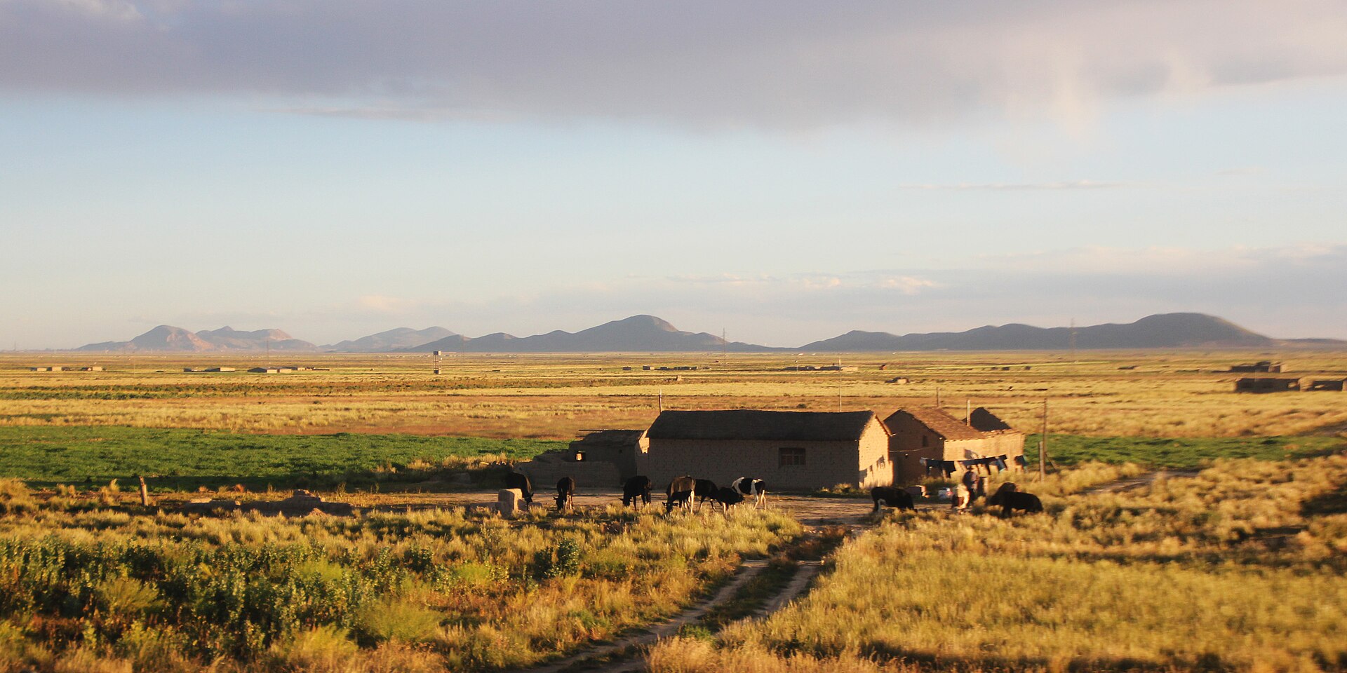 Adobe farmhouses and grazing cattle beside Route 4 on the Bolivian Altiplano between Cahuasi and Caracollo