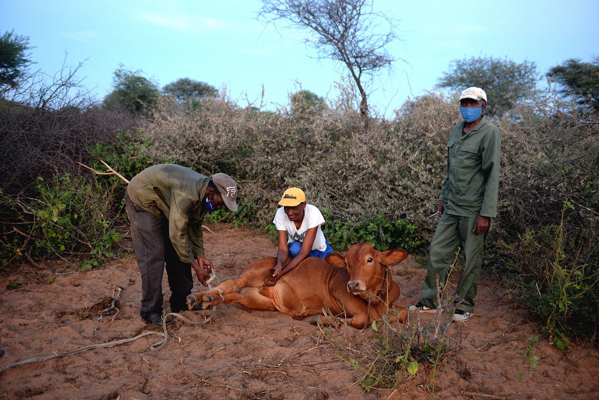 Two men in face masks and a woman in a yellow cap tend a brown calf lying on red sand at a cattle post in Kang, Botswana