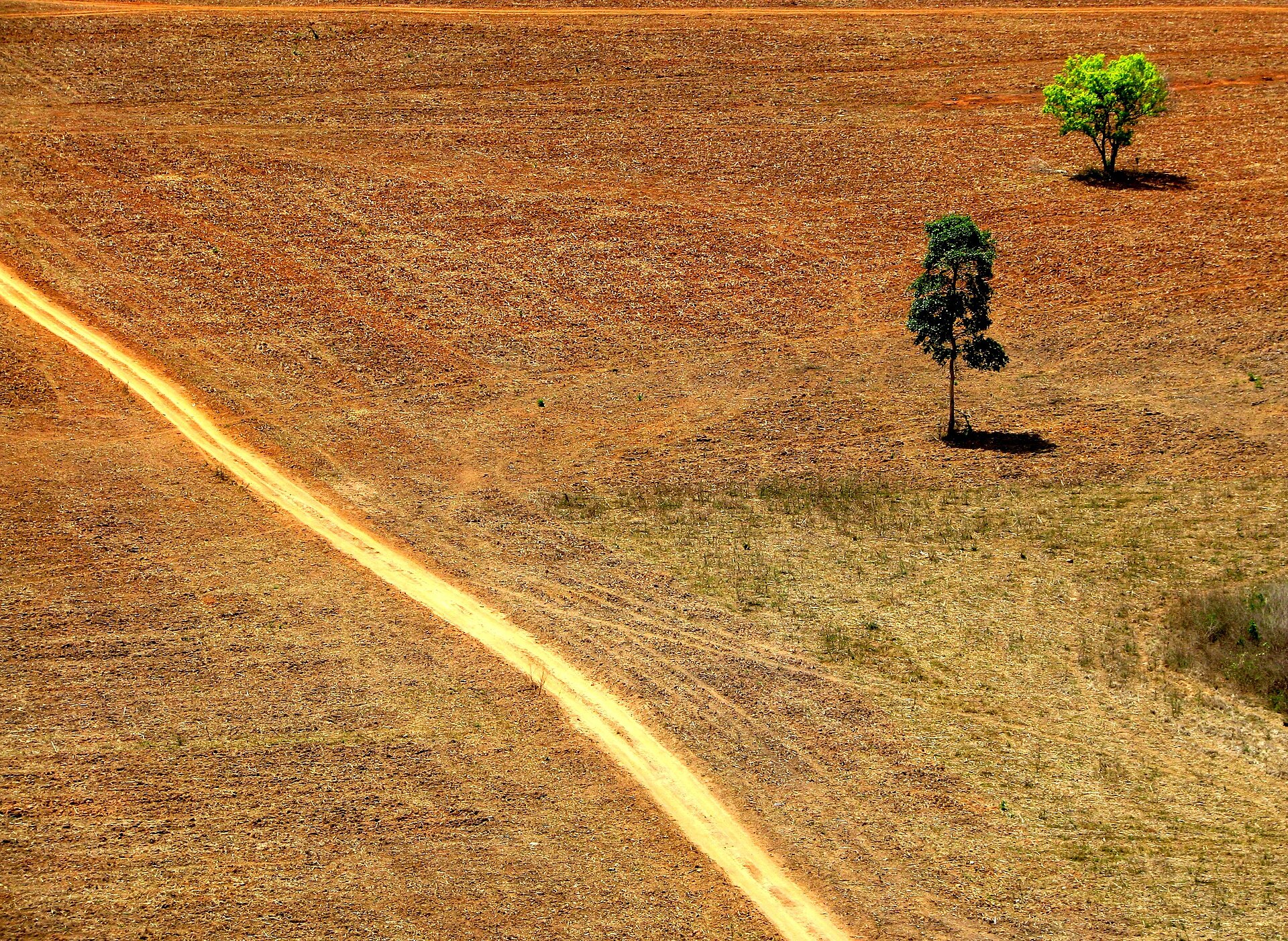 A dirt track crossing cleared brown farmland with two lone trees