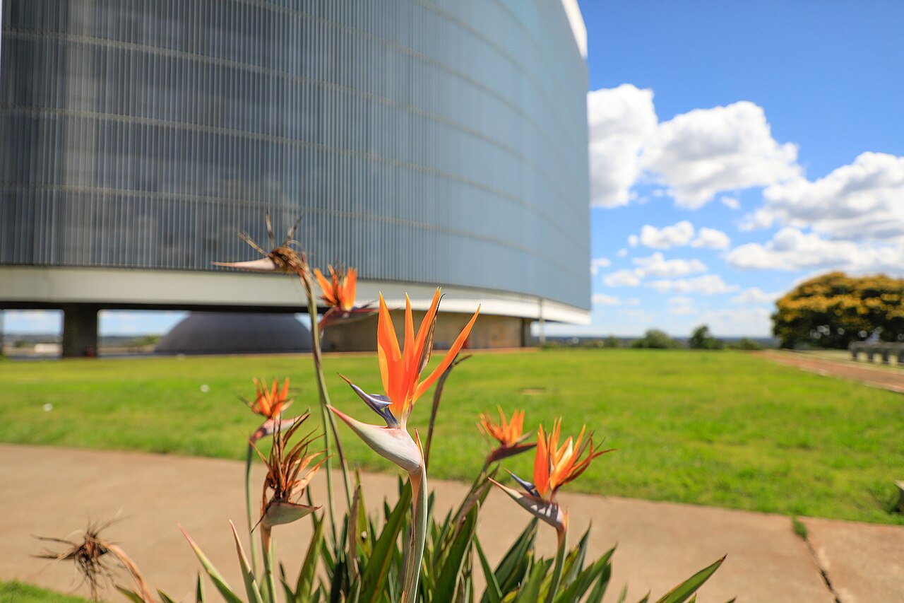 Orange bird-of-paradise flowers in the foreground with the curved Superior Electoral Court building behind them