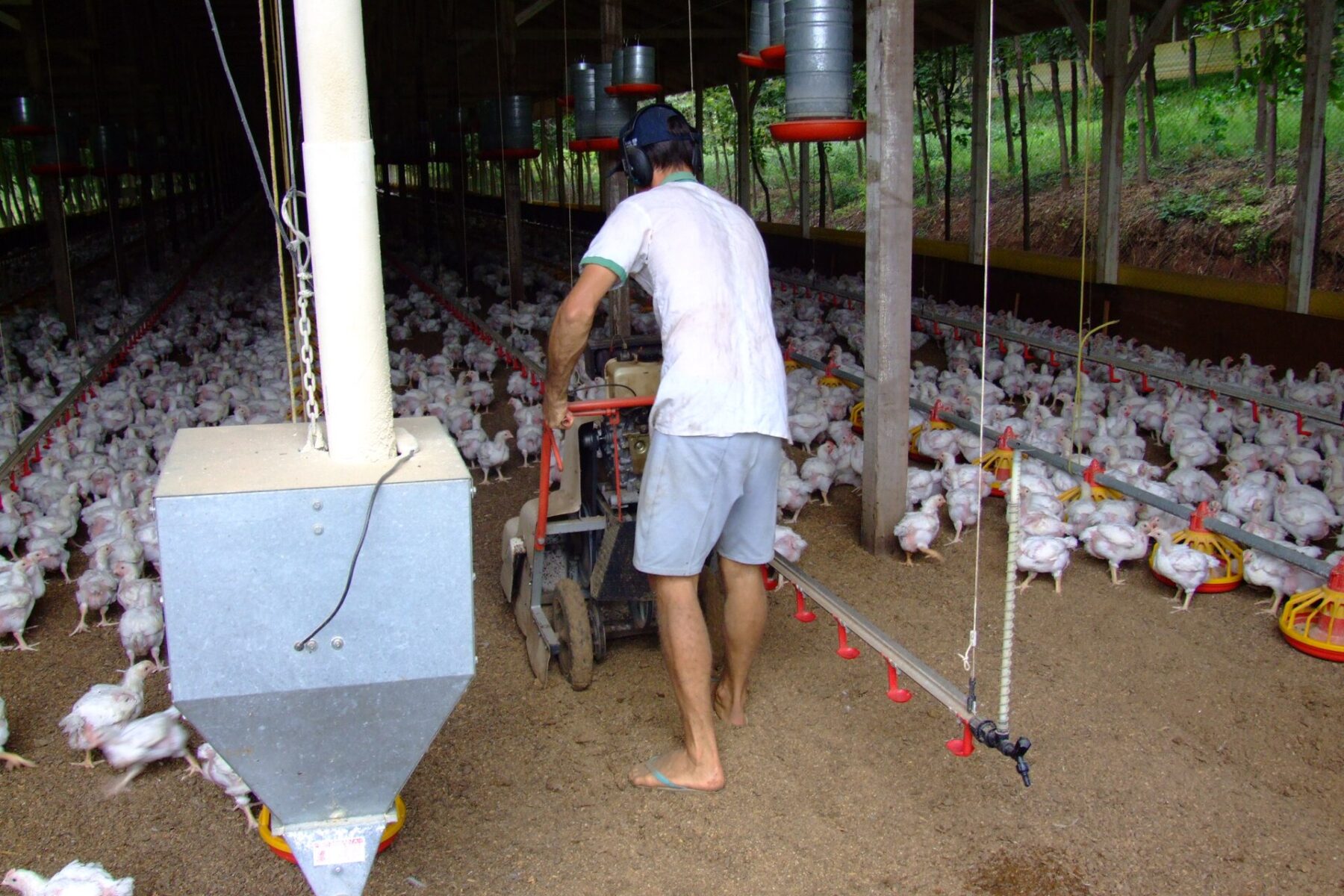 A worker in a broiler poultry house at a farm in Campos Novos, Santa Catarina, Brazil