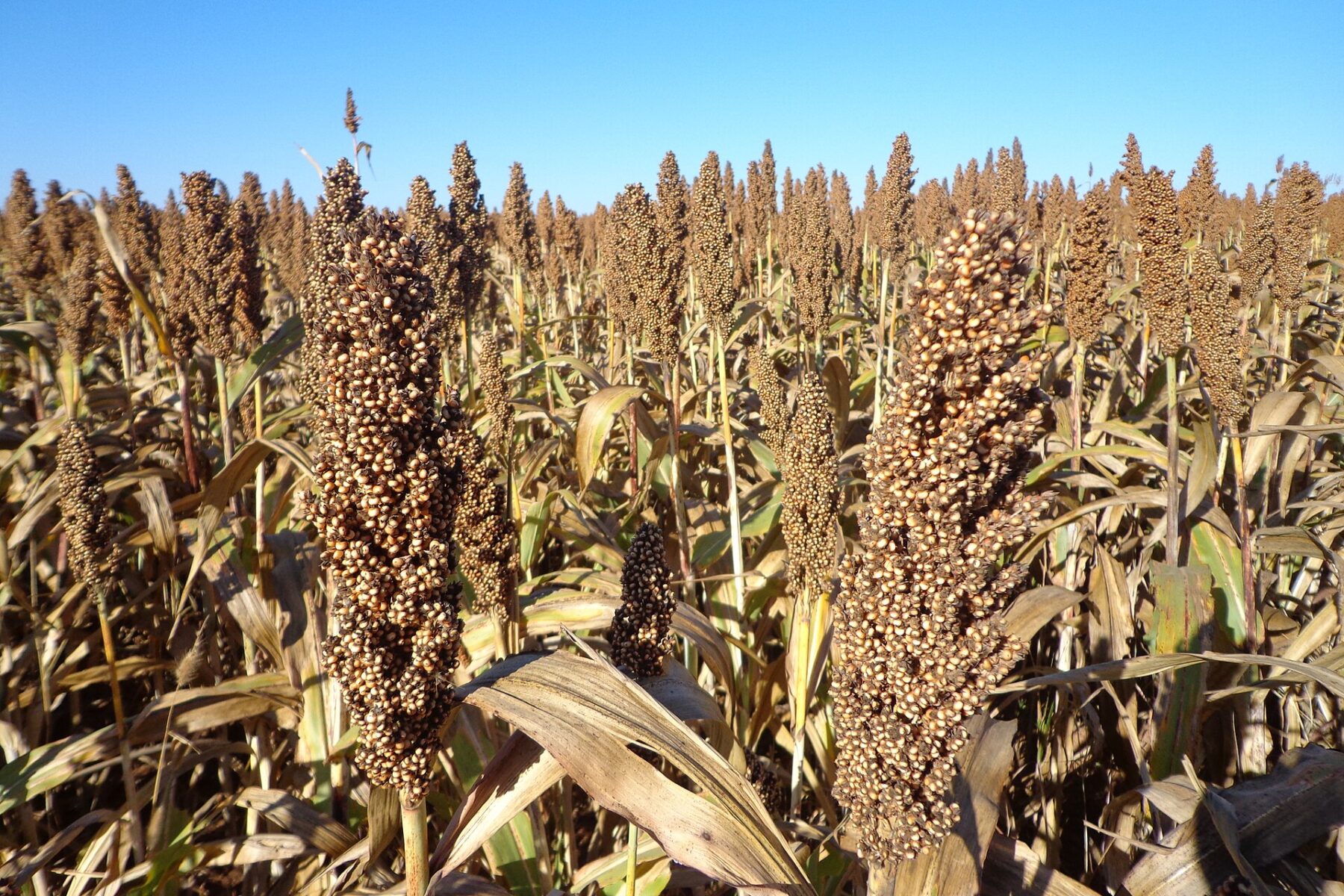 Sorghum plants with ripe grain heads in a field at Cristalina, Goiás state, Brazil
