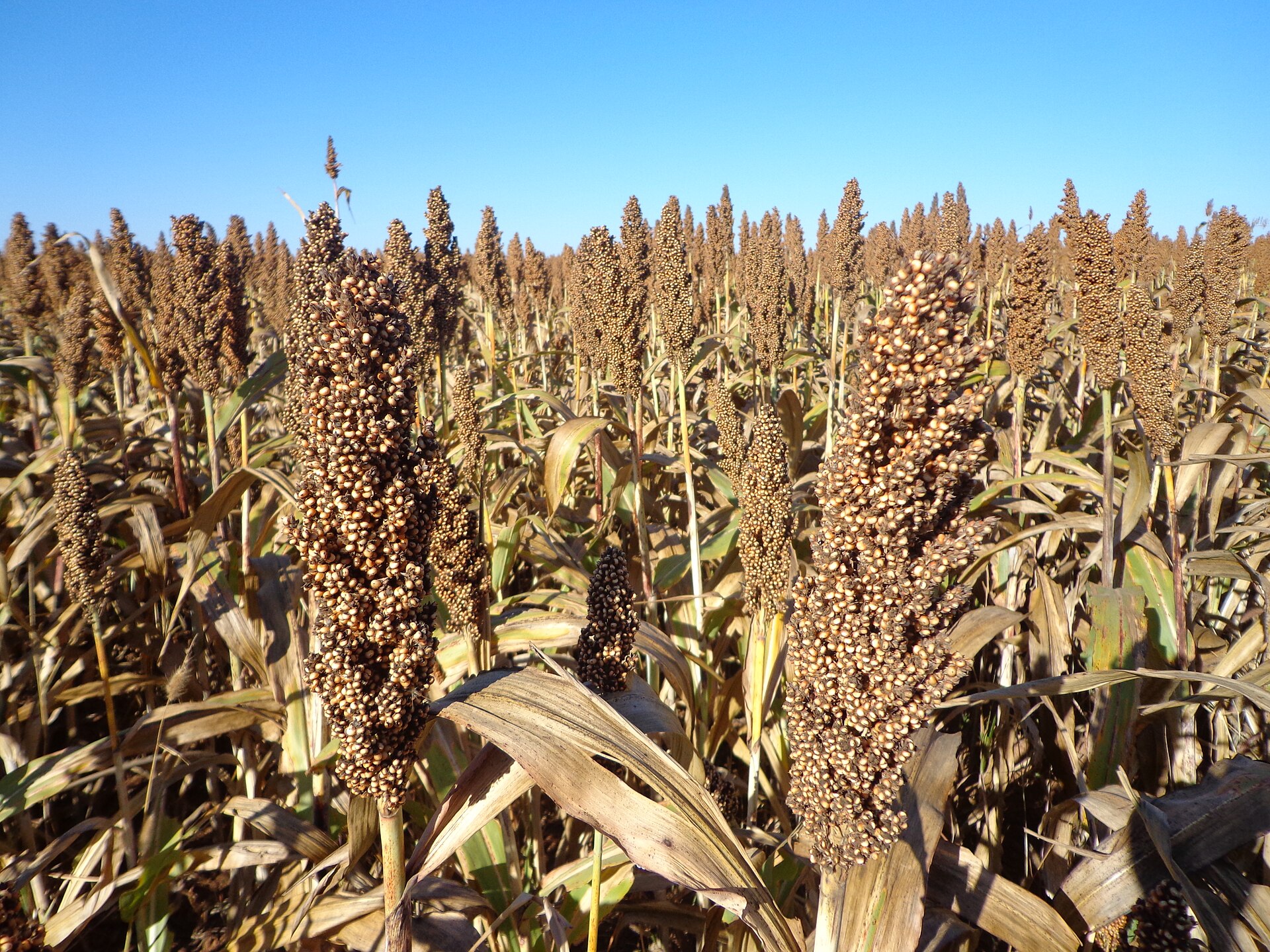 Sorghum plants with ripe grain heads in a field at Cristalina, Goiás state, Brazil