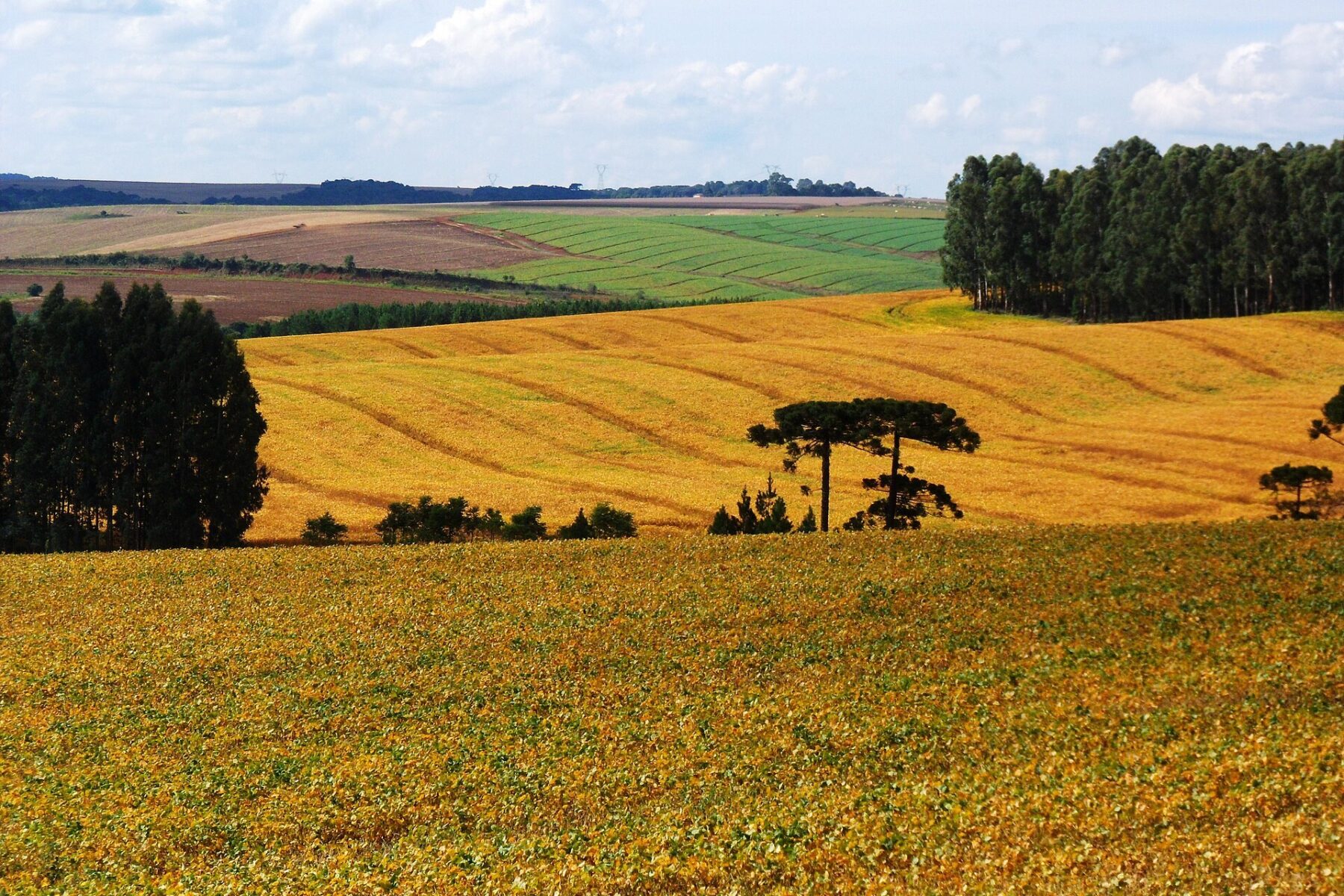 Yellowing soybean fields on rolling hills with araucaria and eucalyptus trees in Guarapuava, Paraná, Brazil
