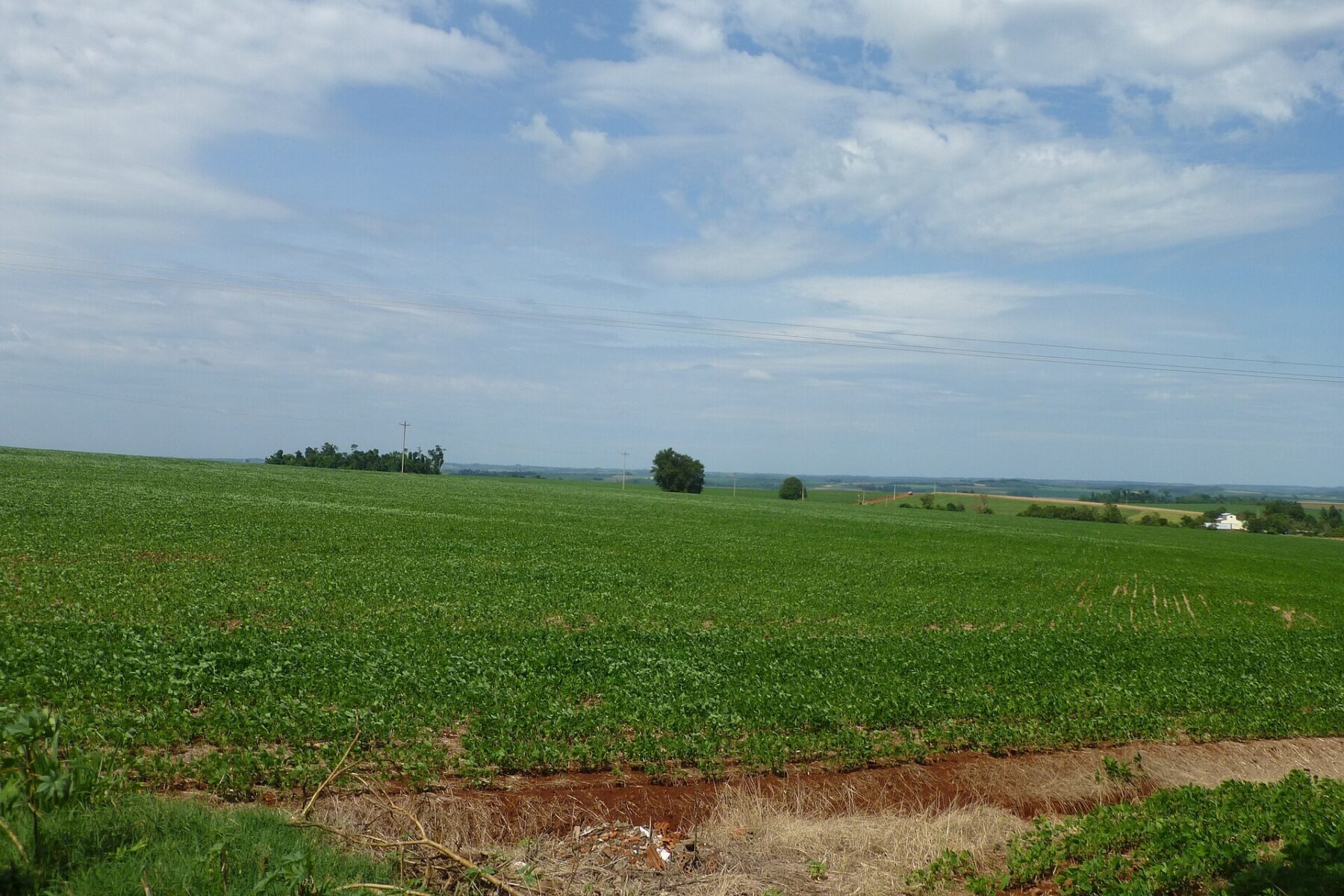 Young green soybean plants in a large field with red soil, scattered trees and a cloudy blue sky in Rio Grande do Sul, Brazil