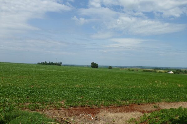 Young green soybean plants in a large field with red soil, scattered trees and a cloudy blue sky in Rio Grande do Sul, Brazil