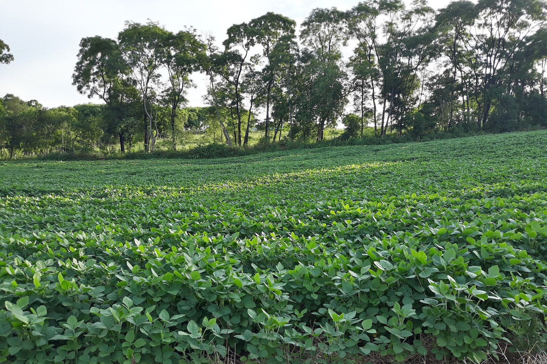 Dense green soybean plants in a field with a line of tall trees behind it in Rio Grande do Sul, Brazil