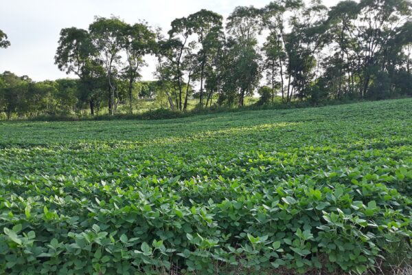 Dense green soybean plants in a field with a line of tall trees behind it in Rio Grande do Sul, Brazil
