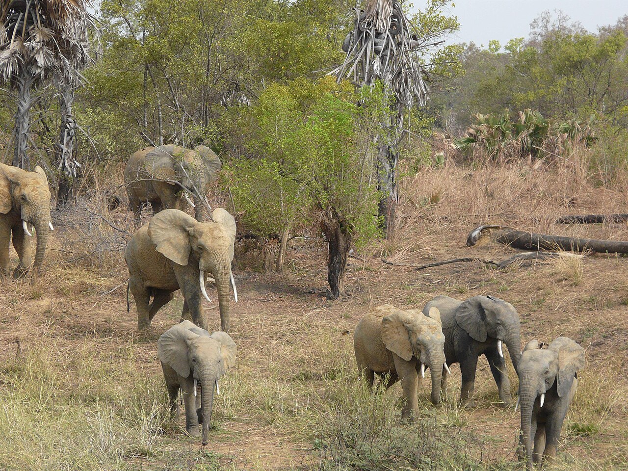 A herd of African elephants walking through dry savanna in Pendjari National Park, Benin