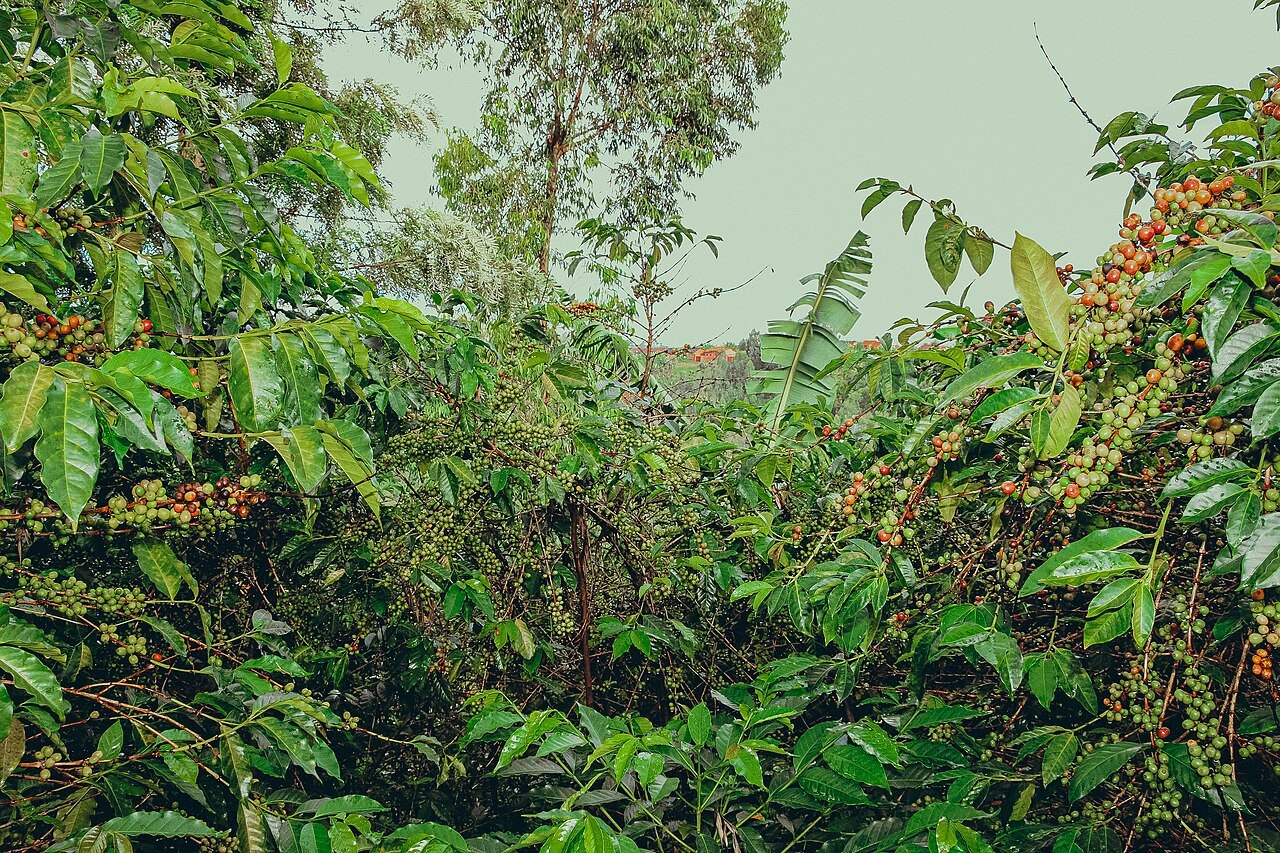Coffee bushes heavy with green and red coffee cherries on a hillside farm in northern Burundi