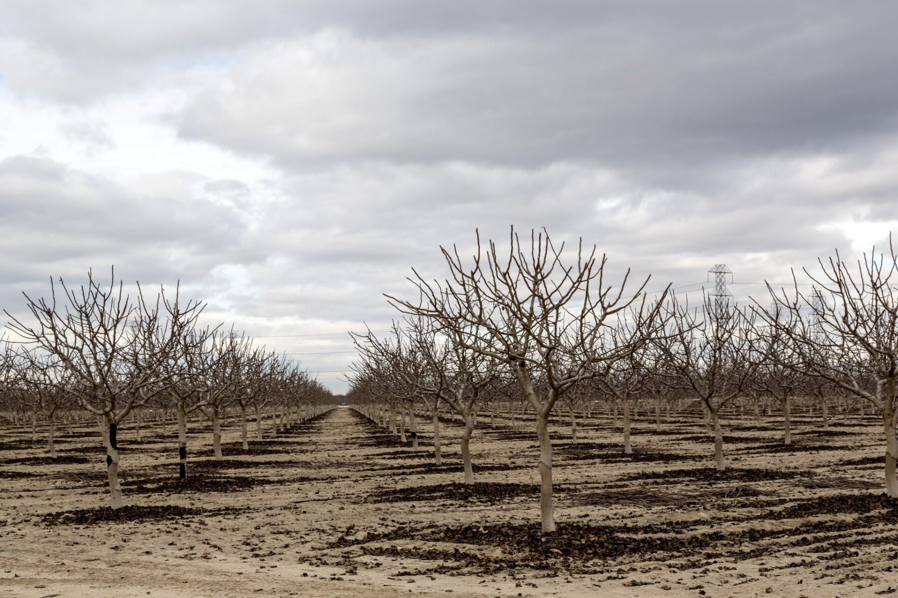 Rows of bare orchard trees under a cloudy winter sky in California's Central Valley