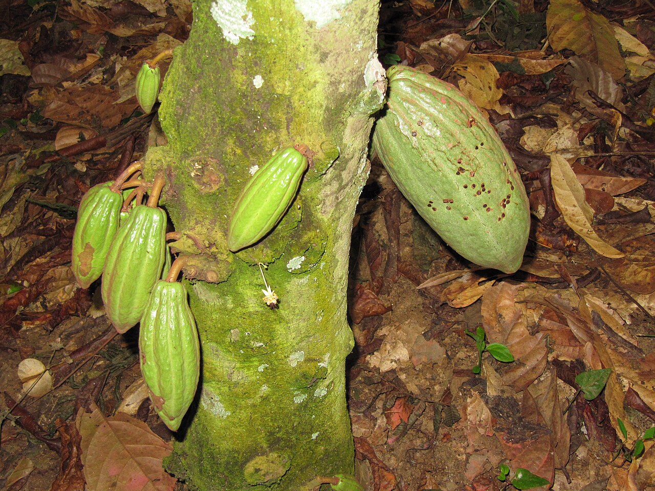 Green cocoa pods growing on the trunk of a cocoa tree in Cameroon