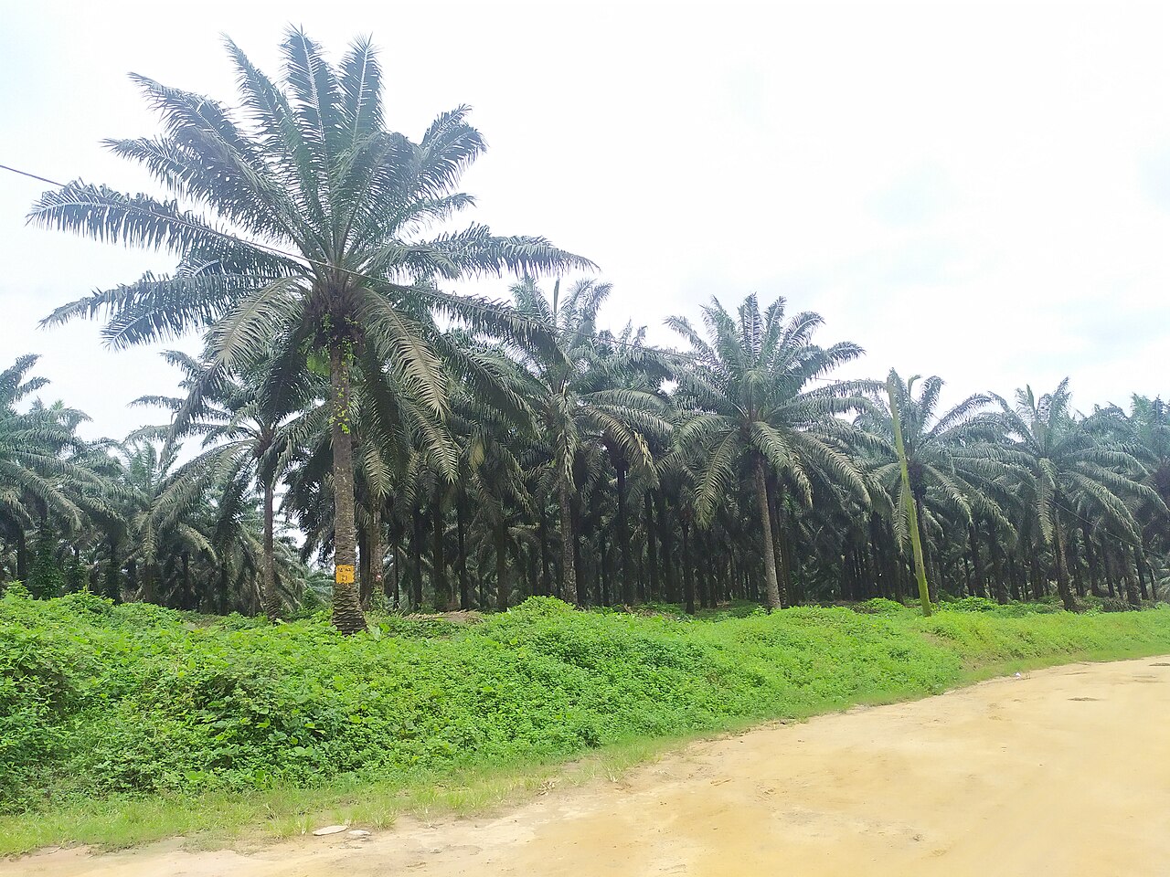 Rows of oil palm trees beside a dirt road on a Socapalm plantation in Souza, Cameroon