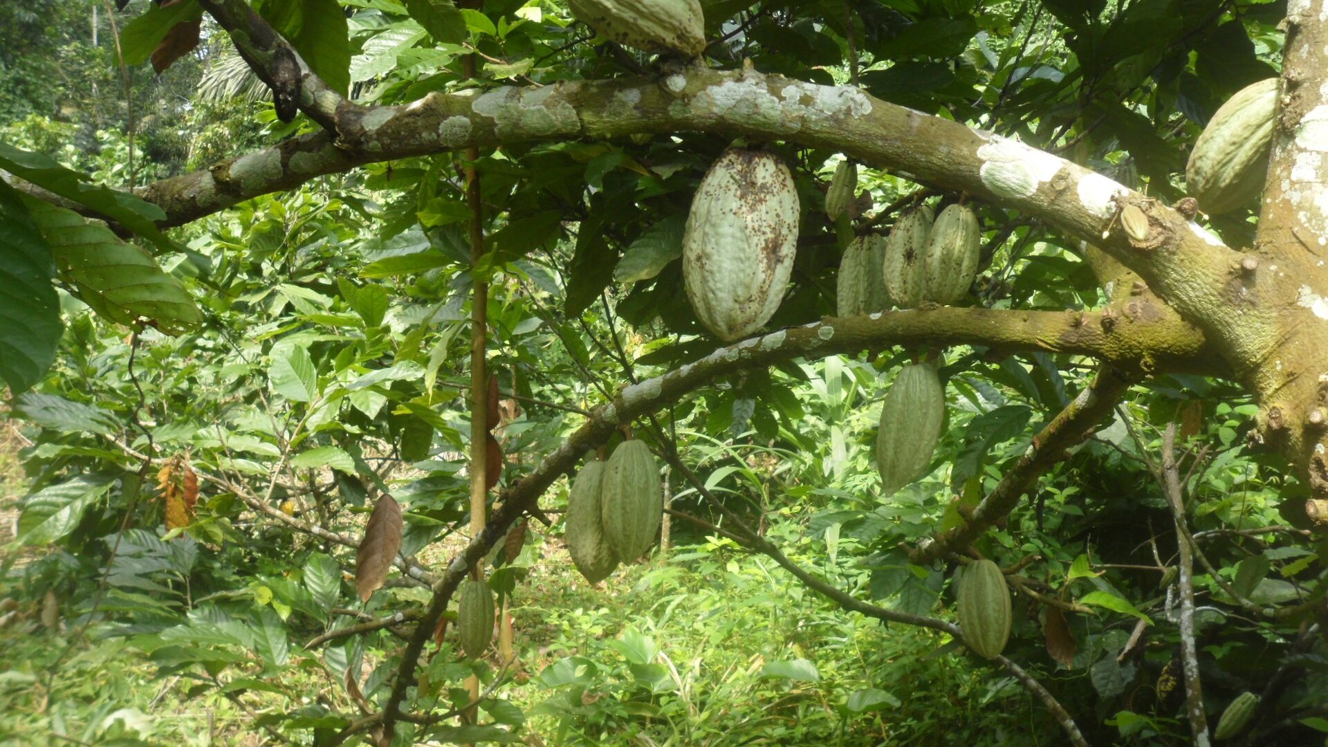 Green cocoa pods hanging from a tree branch at Tayap in Cameroon