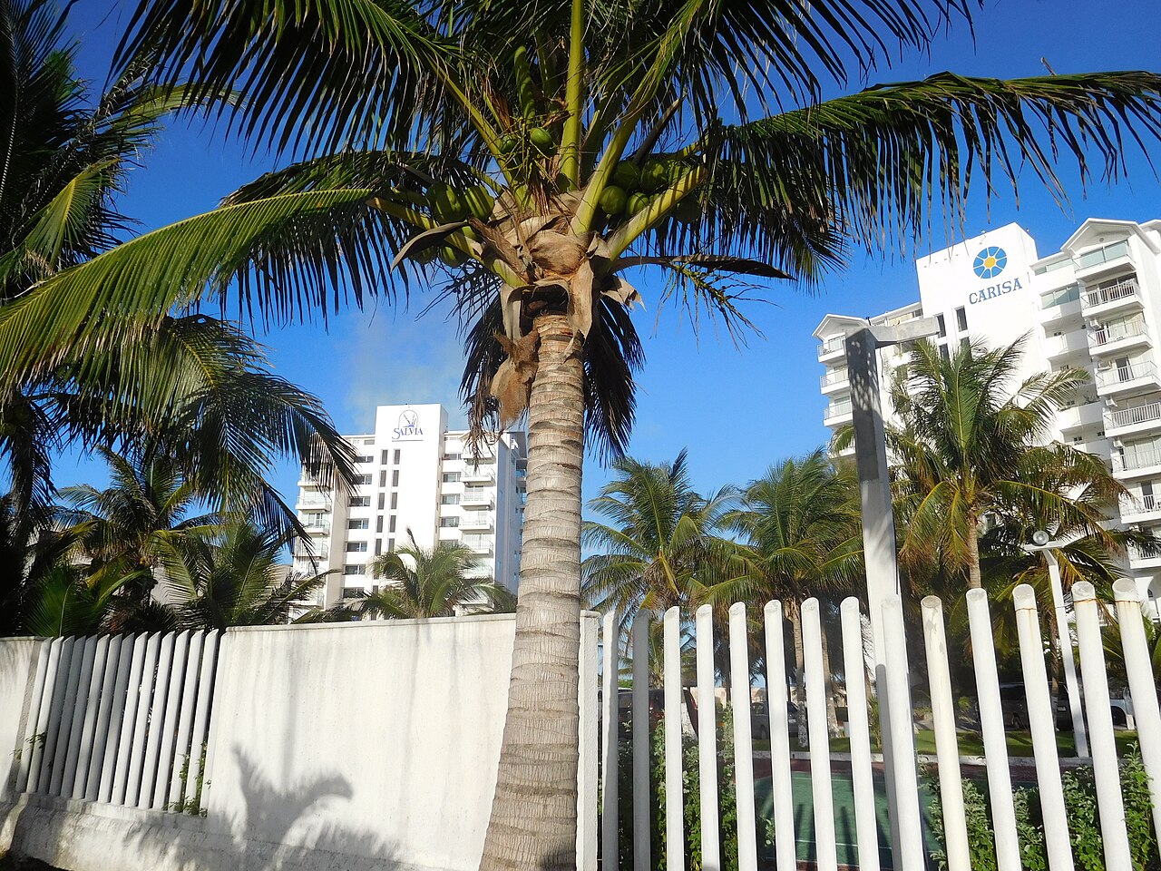 A coconut palm and white hotel towers beside Boulevard Kukulcán in Cancún's Hotel Zone under a blue sky.