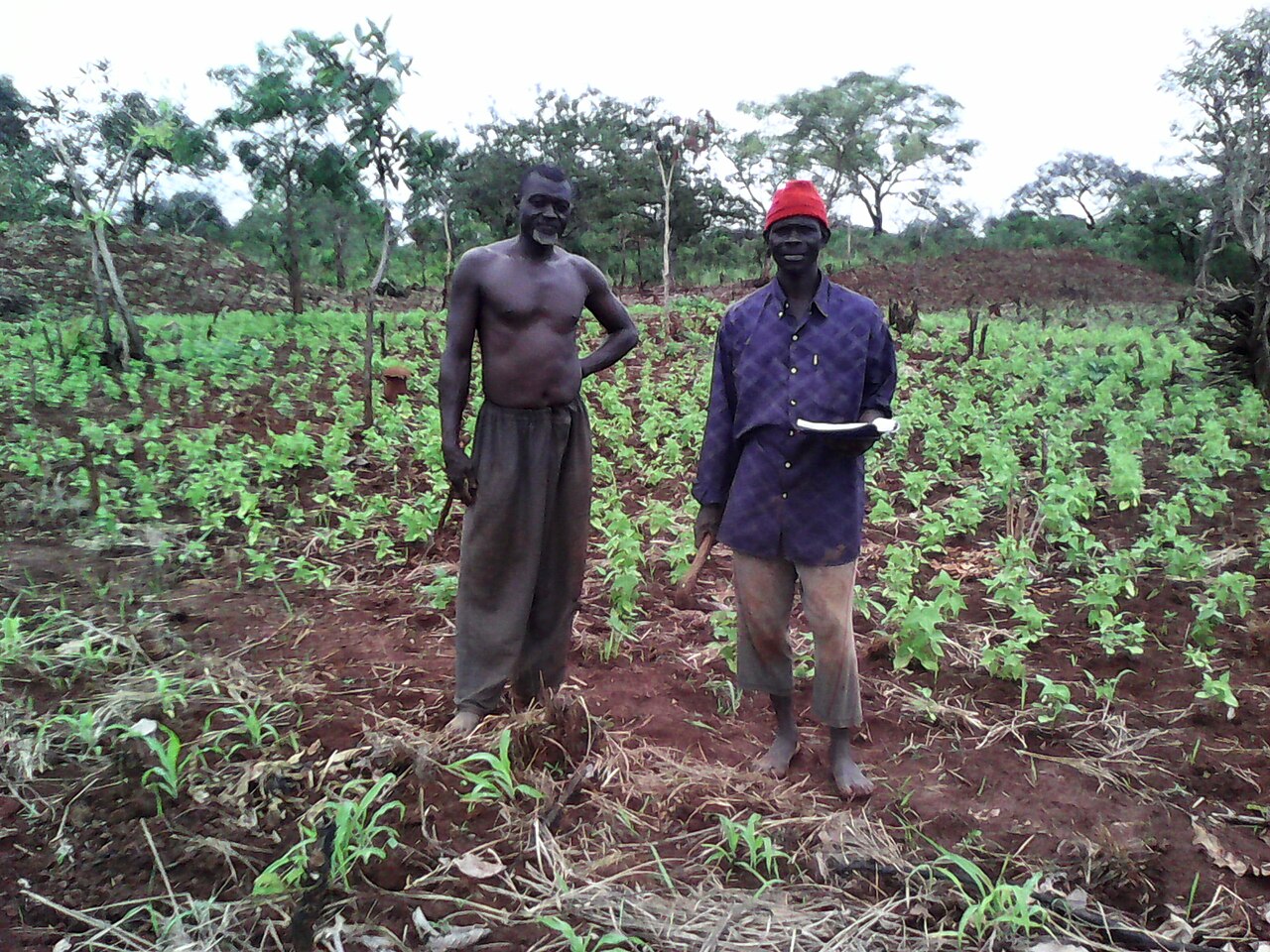 Two farmers standing in a bean field with young plants in Yaloké, Central African Republic
