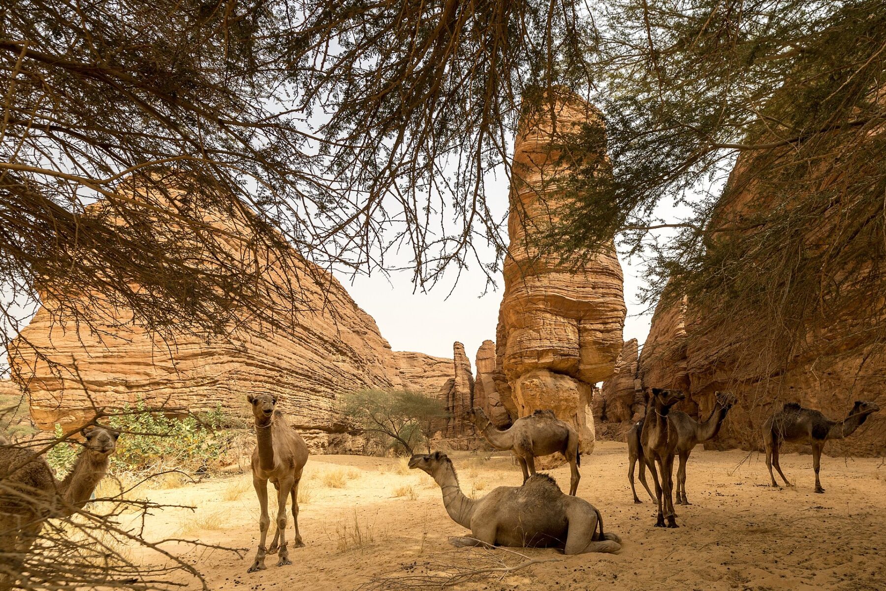 Camels resting among sandstone towers in the Ennedi region of northeastern Chad