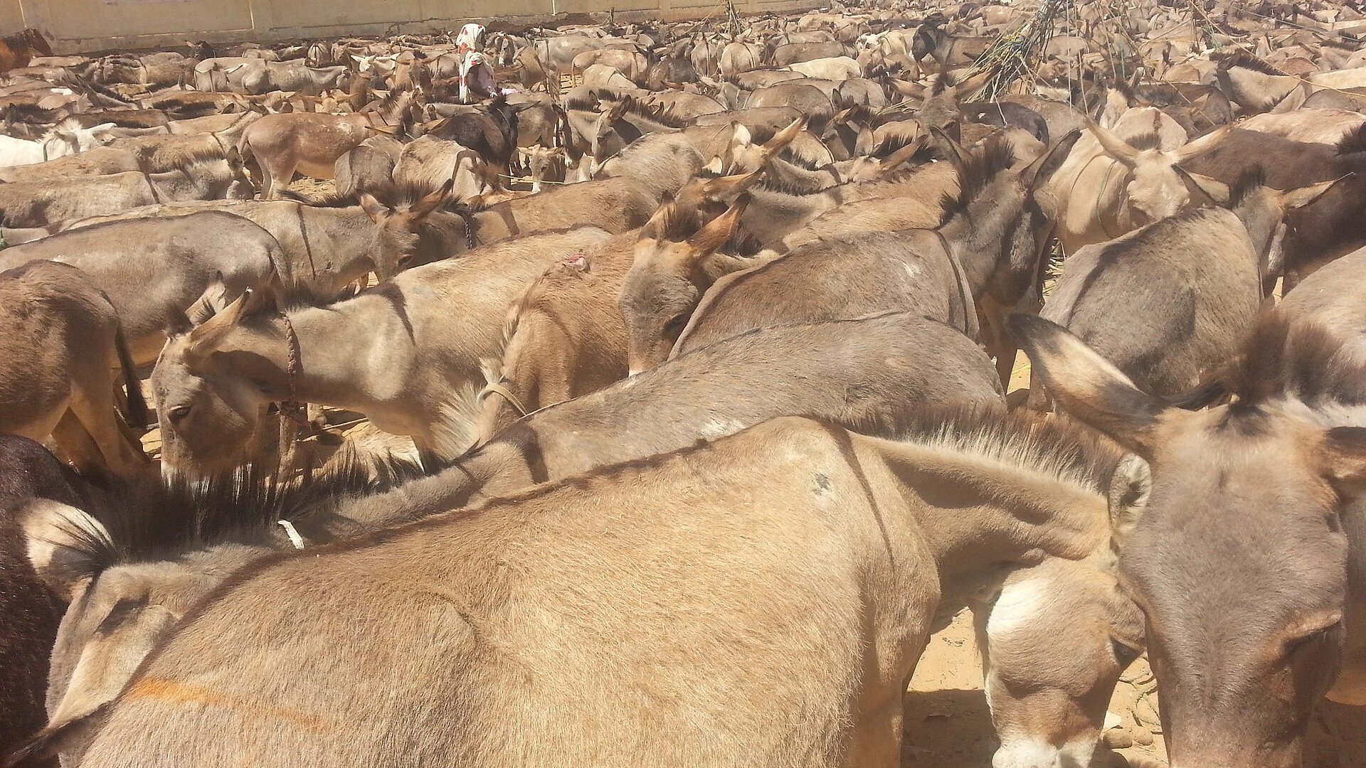 Crowd of donkeys on market day in Goz Beida, eastern Chad