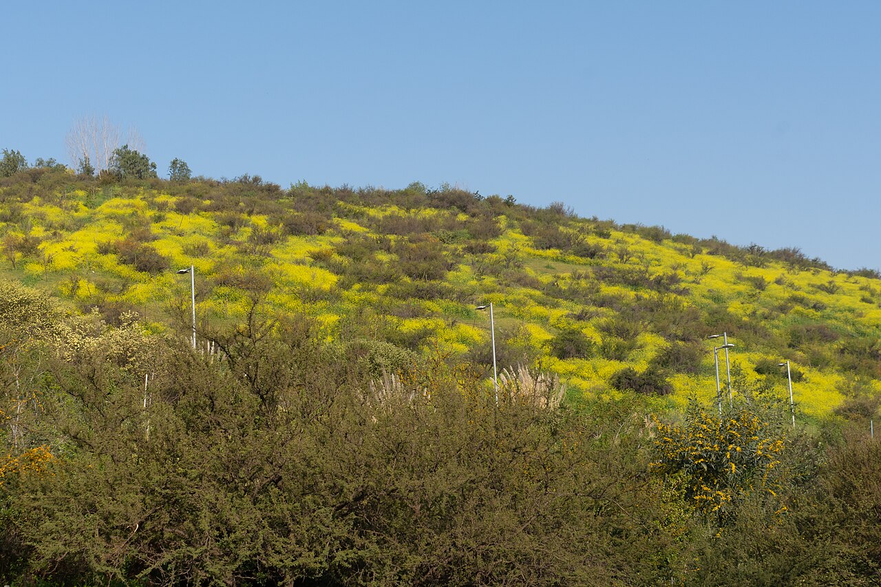 A grassy Andean hillside above Las Condes covered in yellow flowers and scrub, with street lamps along its foot