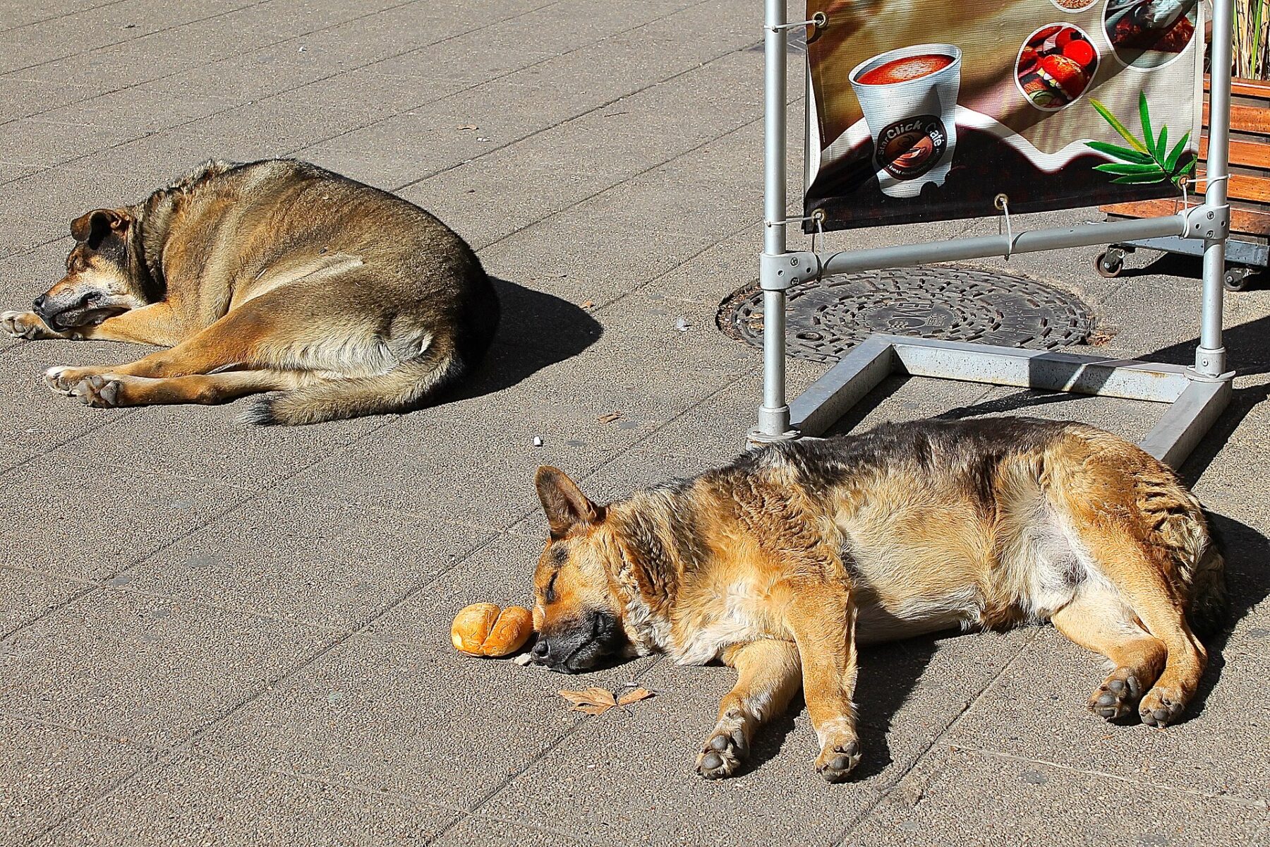 Two stray dogs sleeping on a pavement in Santiago, Chile
