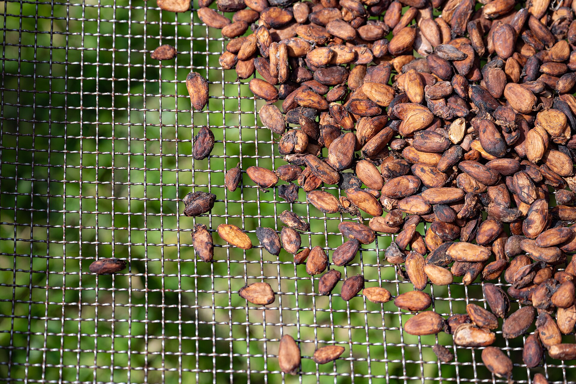 Cocoa beans drying on a mesh in Soubre, Ivory Coast